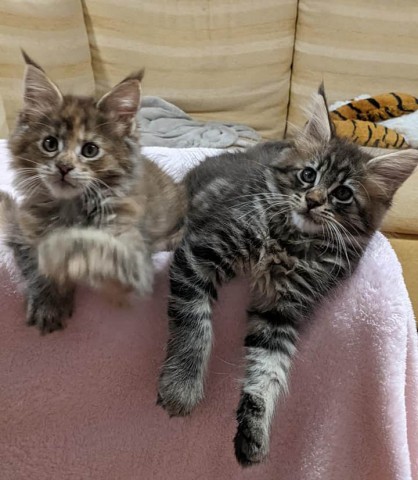 Mainecoon kittens