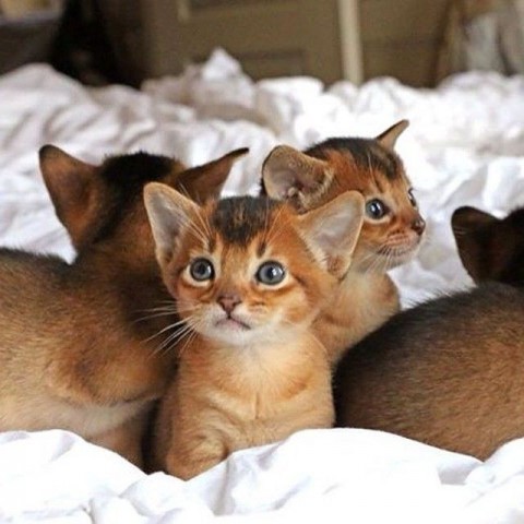 Abessijnse kittens klaar voor een nieuw thuis