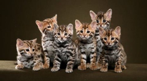 Bengaalse kittens