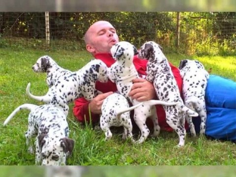 Dalmati&euml;rpuppys