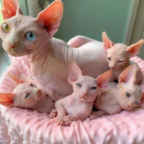 Sphynx kittens