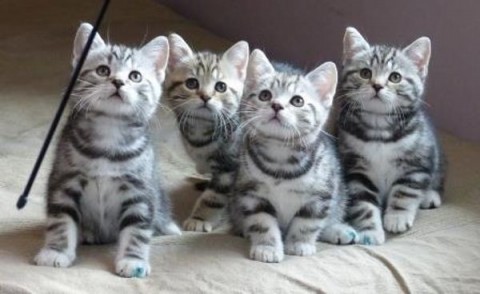Scotish Fold kittens