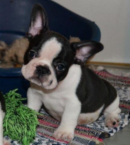 Bullterri&euml;r-puppys