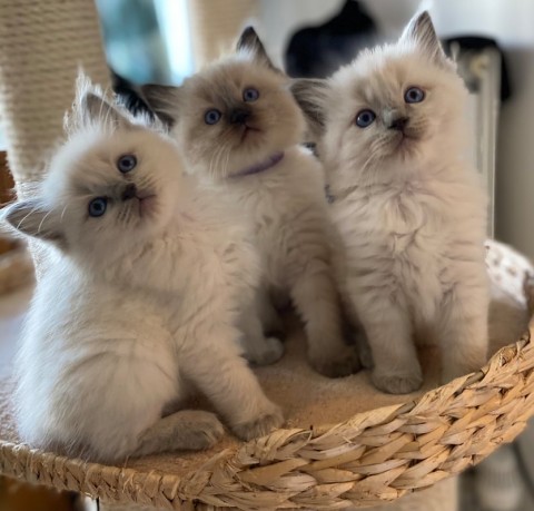 Birmaanse kittens  Onze mooiste ooit