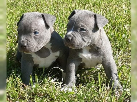 Blauwe Staffordshire Bull Terrier-puppys