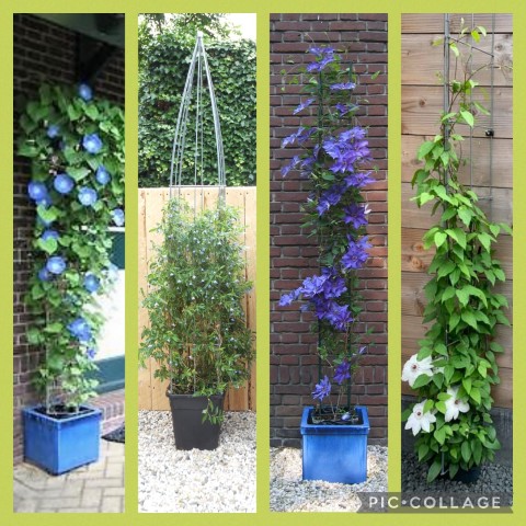 VERTICAAL TUINIEREN MET KLIMPLANTREKKEN