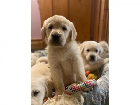 Golden Retriever-puppys