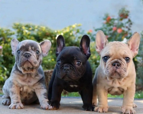 Geweldige Franse Bulldog-puppys te koop