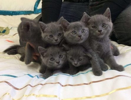 Britse Korthaar  katers en poezen 