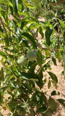 Agricultural land for Sale