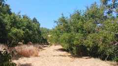 Agricultural land for Sale