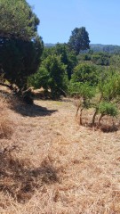 Agricultural land for Sale