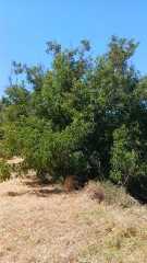 Agricultural land for Sale