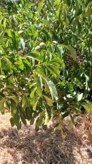 Agricultural land for Sale