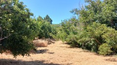 Agricultural land for Sale