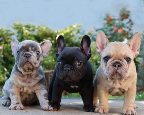 Geweldige Franse Bulldog-puppys te koop