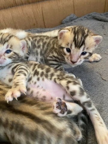 Bengaalse kittens beschikbaar