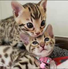 Bengaalse kittens beschikbaar