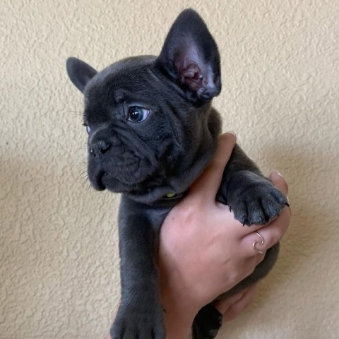 Franse Bulldog-puppys