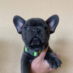 Franse Bulldog-puppys