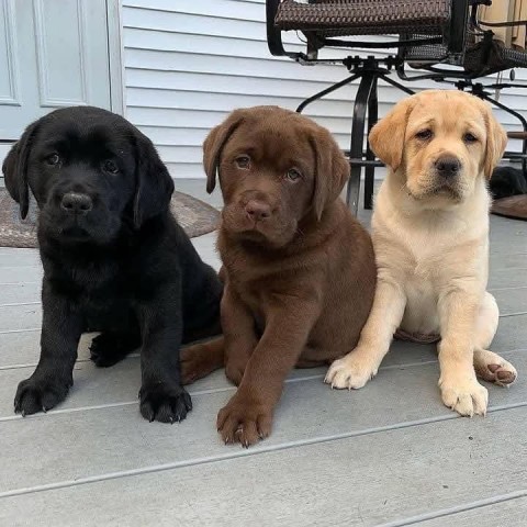 Labrador Retriever-puppys beschikbaar 