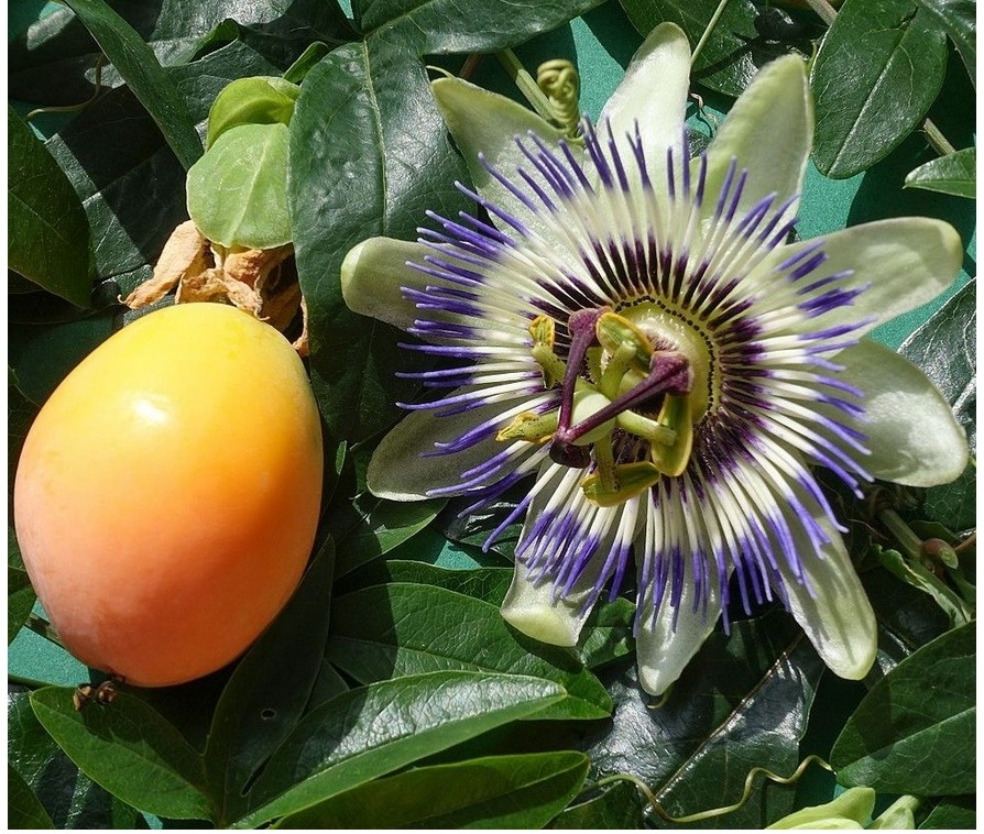 passiflora planten 3 voor 5 00