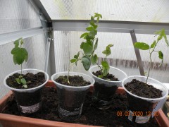 passiflora planten 3 voor 5 00