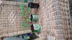 dubbel bloemige akelei planten 3 voor 5 00