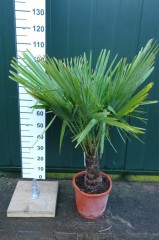 Palmbomen - trachycarpus fortunei