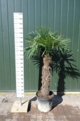 Palmbomen - trachycarpus fortunei