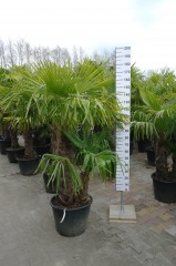 Palmbomen - trachycarpus fortunei