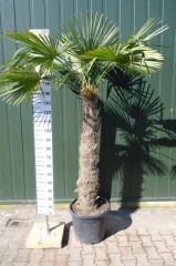 Palmbomen - trachycarpus fortunei