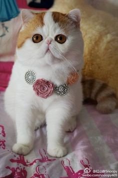 Exotische Perzische kittensveiling
