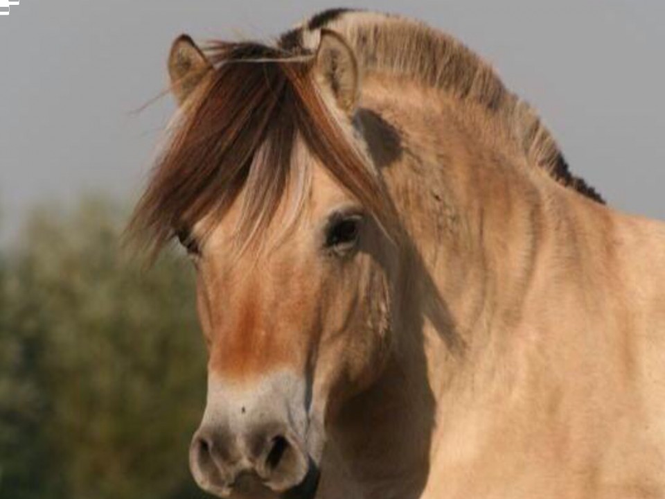 Met spoed gezocht op huur koop basis een boerderij of huis met wei en