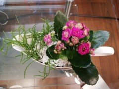 Mooie bloeiende plant  Cadeau voor VALENTIJNSDAG    