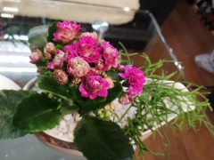 Mooie bloeiende plant  Cadeau voor VALENTIJNSDAG    